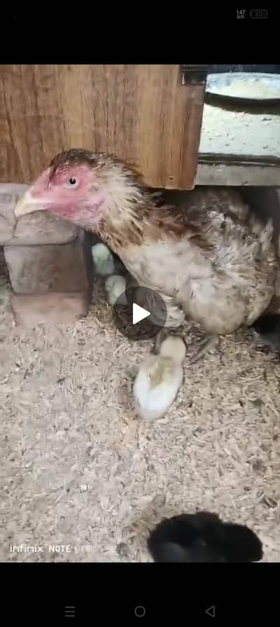 Aseel Shamo cross chick