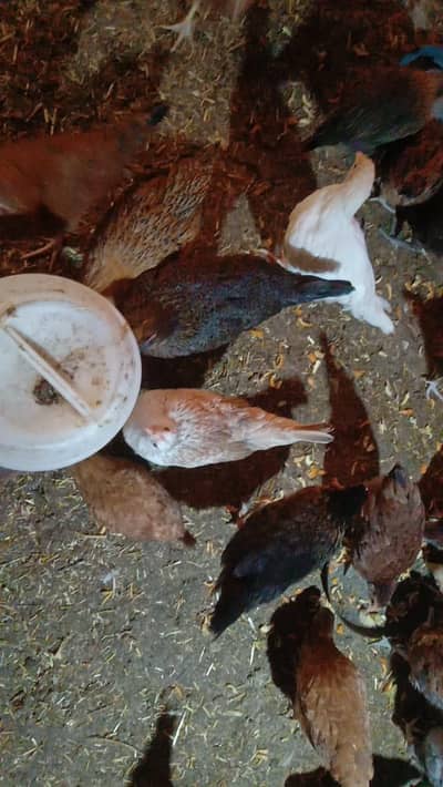 Golden Misri available approximately 2.5Month and 500pkr pr piece