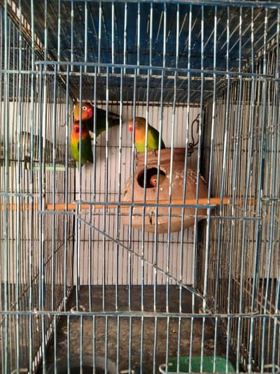LOVEBIRDS  RINGNECK &  BUDGIES