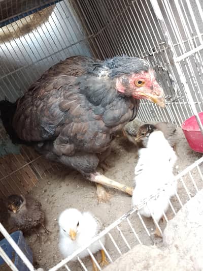 Active Murghi with chick's sell karne hen 03162157353