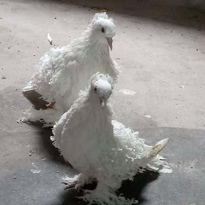 Fancy pigeons for sale