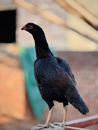 High quality long hight patthi for sale