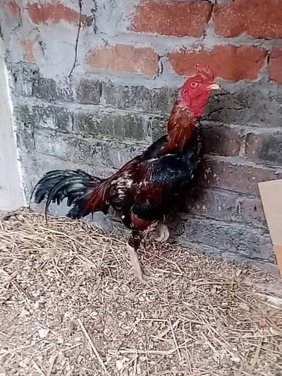 burmi imported blood line 03,43,0,42,47,48