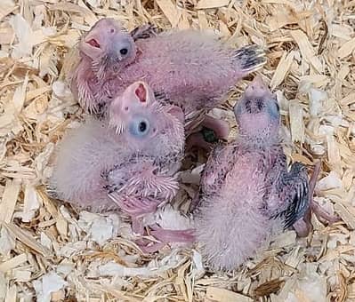 Cockatiel / Cocktail chicks  4 hand tame- 03214382921