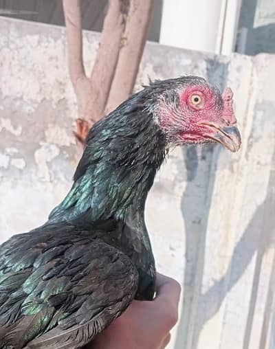 pure mianwali mushki plplan breed aseel path