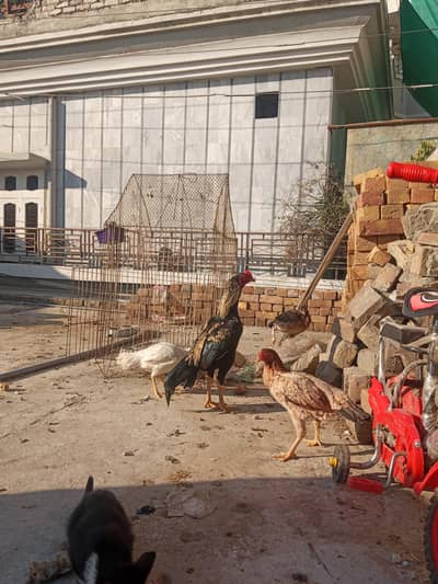 jawa murgha , 03125544226 price final hai