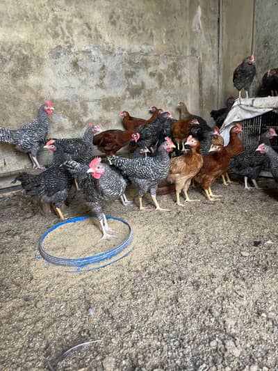 Plymouth and dasi patiya phaty