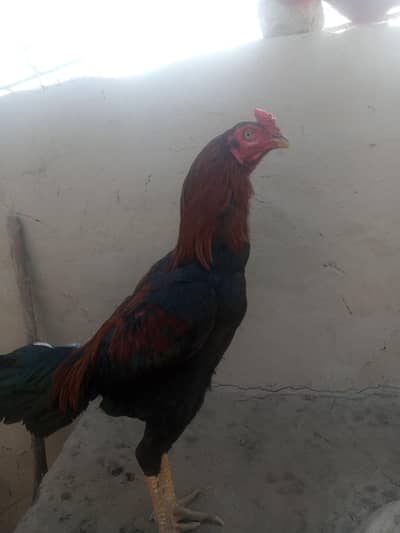 murga asel far sel My Watsapp 0346=84=44=939