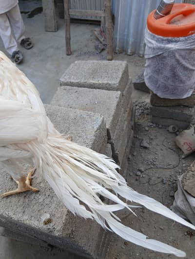 indian parrot beak long tail