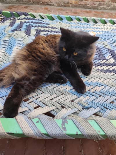 black Persian cat male