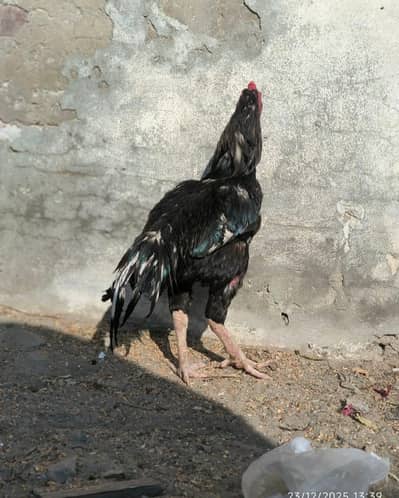 one eye lasani breeder 03468774736