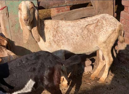 واٹس اپ نمبر 03432737599بکری اور پڑھ برائے فرخت