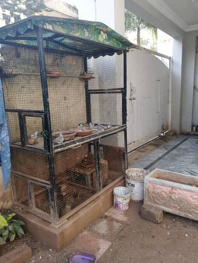 Dakhni Teetar for sale