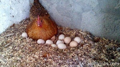 Fresh Dasi Murgi Andy wali , chicken eggs