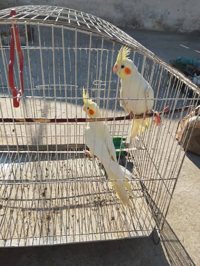 Cocktail Chicks age 2 months