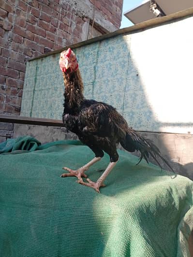 Aseel Rooster | hens | White Heera | Aseel Shamo For sale