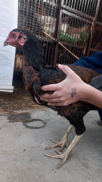 2 Heavy Aseel, 3 Desi Murghian, Egg Laying