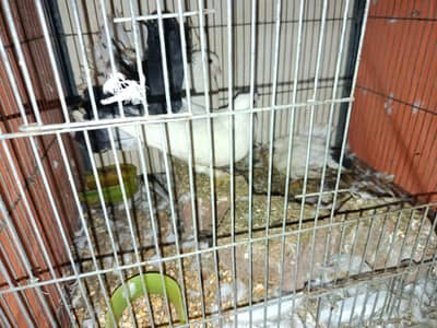 2 breeder pair with chicks