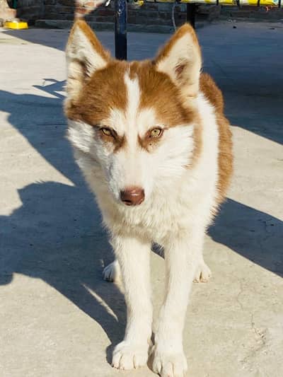 Siberian Husky Female 6 months Fully vaccined & active Sale