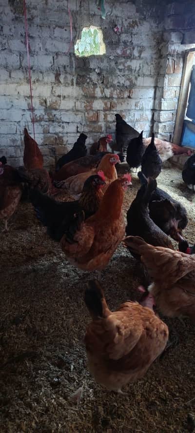 golden misri egg starter hens