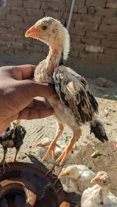 Shamo chicks for sale location Faisalabad parents video available