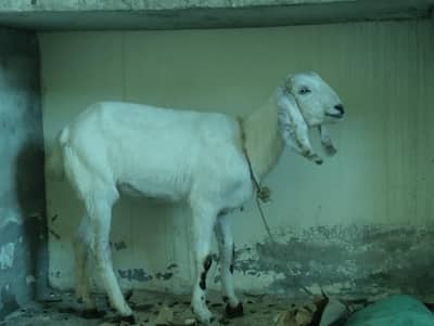 4 Months baby goat female ( Bakri ka bacha )