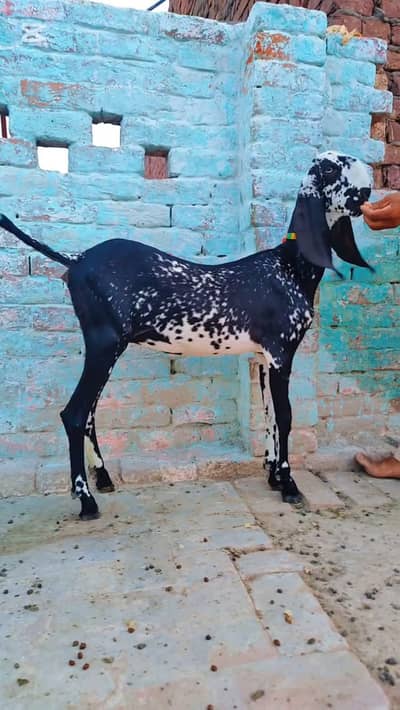 4 dant high profile quality animal for sale