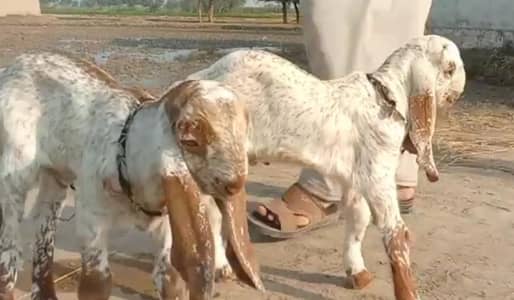 Desi Bakri Our 2 Bacchon Ka Sath Urgent For Sale/ 03274970754)