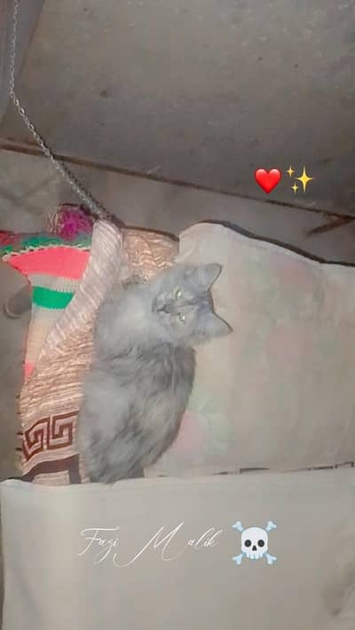 pashion cat ha Ghar me pali ha  beautiful cat ha