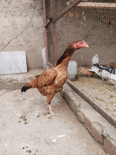 Mianwali aseel females and bangam