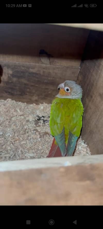 Conure high red factor pair with DNA