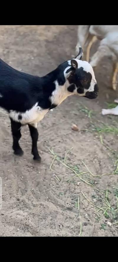 Teddy Barbara Abluck Kid