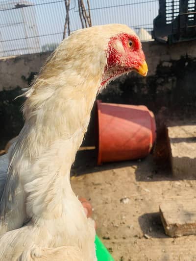pure paper white hen home breed full active high quality bird a