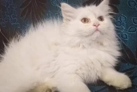 Extremely fluffy persian kitten