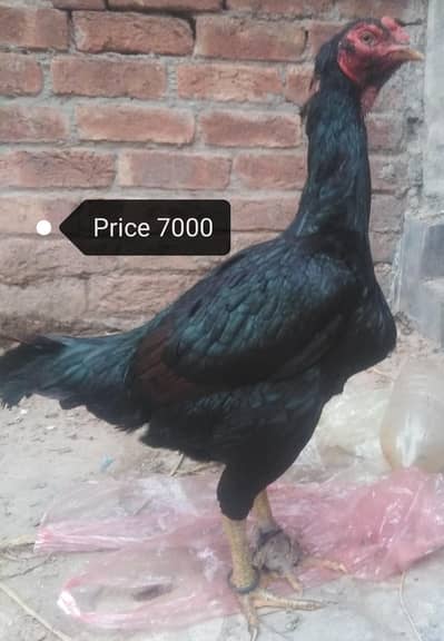 thai mianwali shamoo