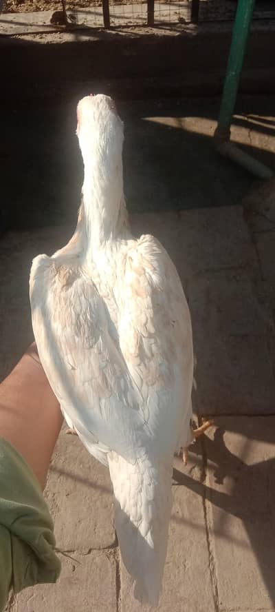 03024669151 whatapp number