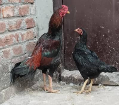 Aseel pair =03176433765