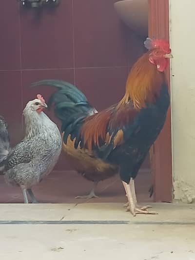 Desi Chickens Trio – Guaranteed Layers! 