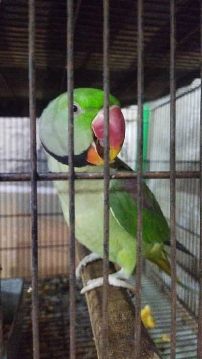 Raw Parrot Male