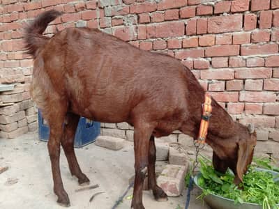 RS 42000 Desi Bakri hy Phla sowa diya hy 6din phly 1/5kg one taim