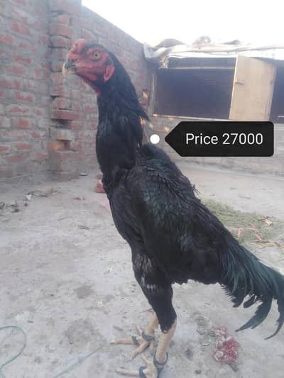 thai mianwali shamoo  watsap  03242273714