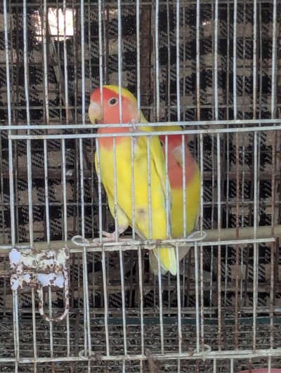 lutino pasnata breeder pair