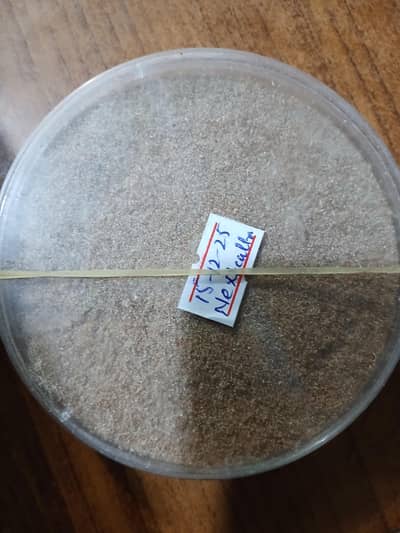 Sitotroga cerellela eggs