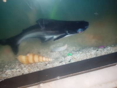 blue line shark with eqarium