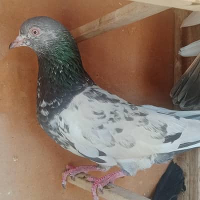 1 dangi wala aur 1 usmani chapdar