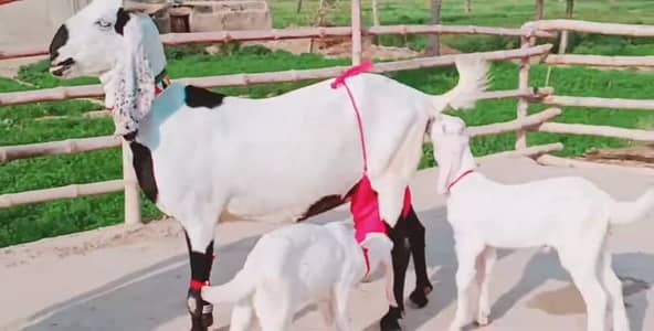 2 Bacchon Ka Sath Desi Bakri For Sale/ 03147608930