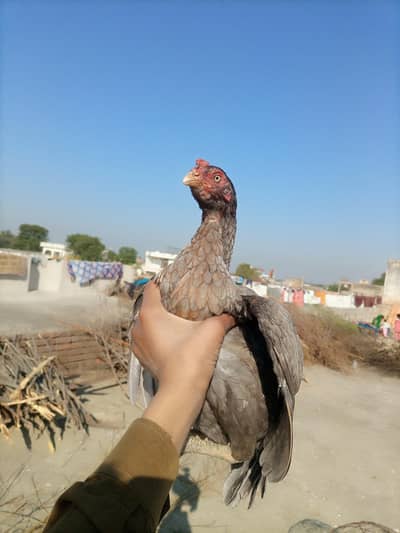 Top Quality Adeel madiyan for sale