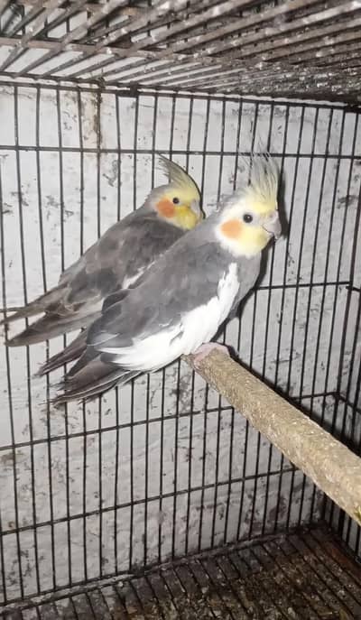 Cocktaill Breeder Pair (Good Size )