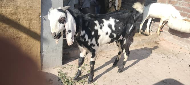 Bakra Male 1 or 2 female
