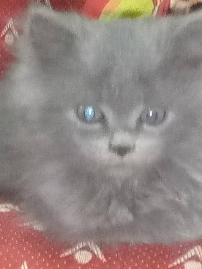 Persian cat for sale